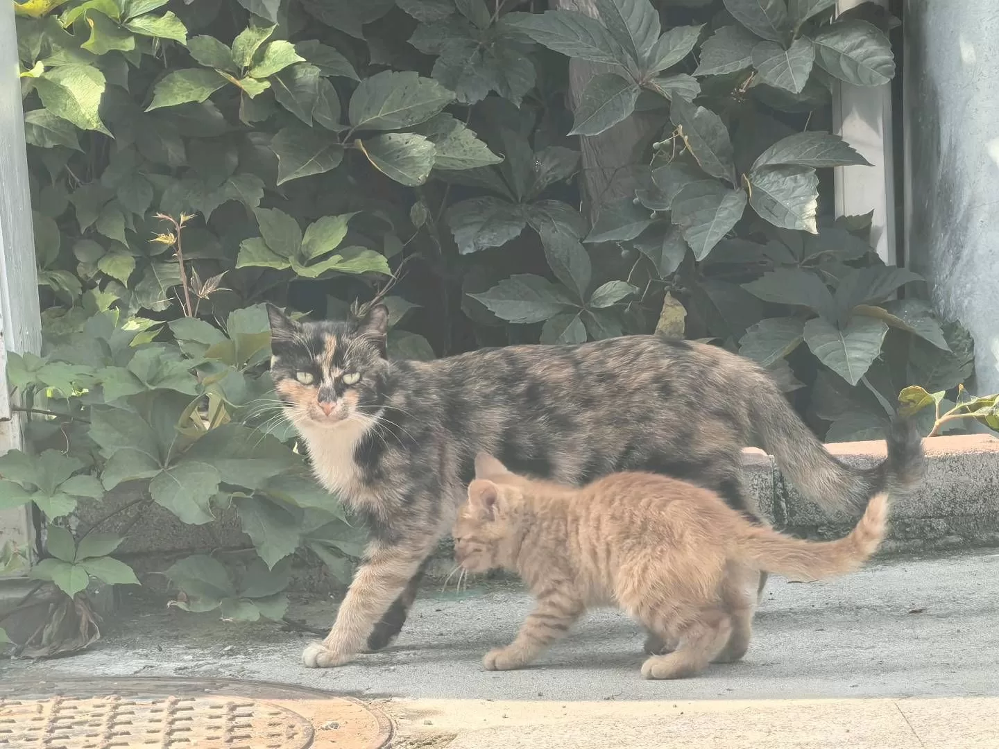 古德